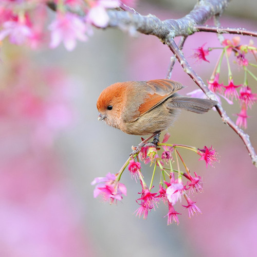 Spring dream by Mirror_Lake on Flickr.