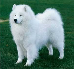 noxiousfish: q2k:  samoyeds are really just stage-3 evolutions of pomeranians. Unevolved pomeranian American eskimos are the awkward stage 2 evolution Final evolution is samoyed. Ancient legendary pokemon.   Great Pyrenees- Mega Evolution 