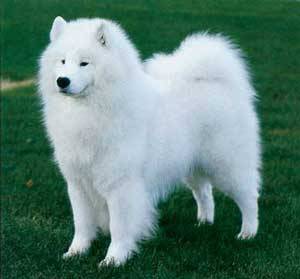 noxiousfish:  q2k:  samoyeds are really just stage-3 evolutions of pomeranians. Unevolved