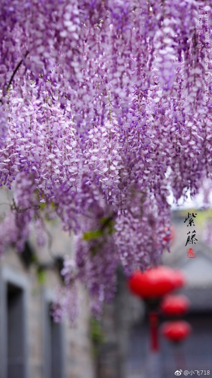 fuckyeahchinesegarden:wisteria blossom in chinese alley by 小飞718