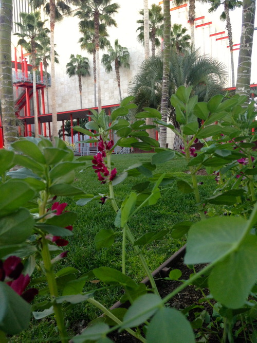 ediblegardensla | Magenta-flowered FAVA BEANS at LACMA