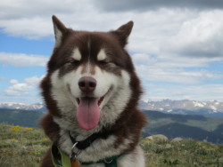 handsomedogs:  Max on top of the world at