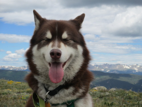 handsomedogs:  Max on top of the world at Mt. Evans.  