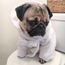 itsdougthepug:  “Thinking about life” -Doug