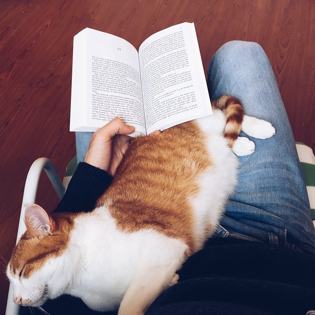 falling-inlove-with-books:  esarkaye:  Reading together.  I love this cat. 