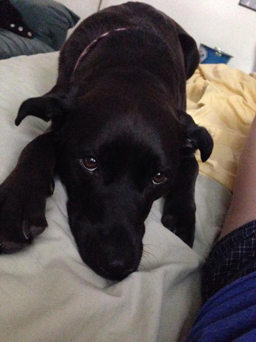 awwww-cute:  What I wake up to every time I stay over at my boyfriends house :)