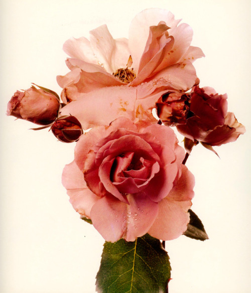 Irving Penn, From a series Flowers, 1968 © by Condé Nast Publications, Inc. more