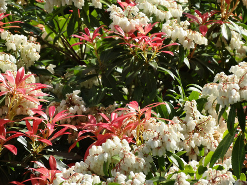 florealegiardini:Pieris Japonica (Japanese Pieris) ~ Odile Blanvillain