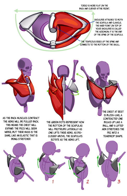 starborn-vagaboo:  THE SHOULDER GIRDLE MY MOST FEARFUL NEMESIS 