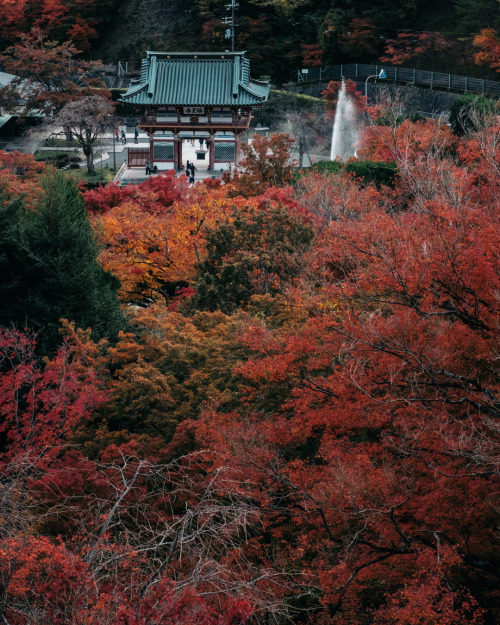 yas-hit: Autumn Katsuo-ji temple2019.11.21