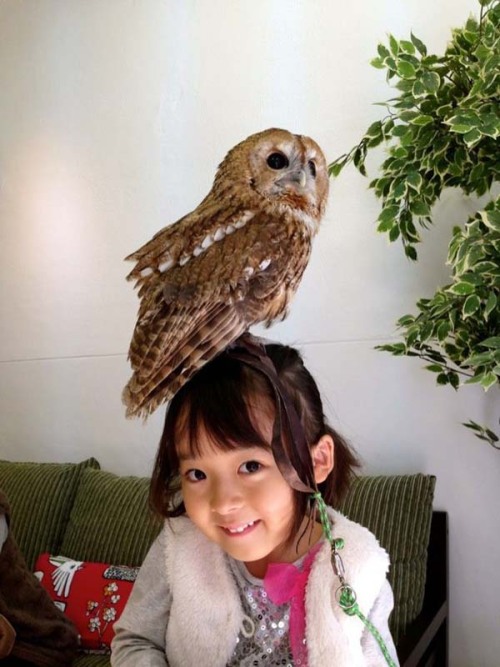 and-then-sara:catsbeaversandducks:Owl Cafe: Because Owls are Flying CatsJapan is known for it’