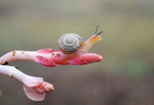 magicalnaturetour:Snail celebrates spring by nelisodovnikova