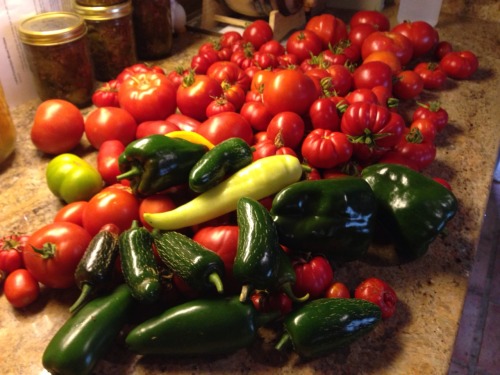 Time to make salsa!