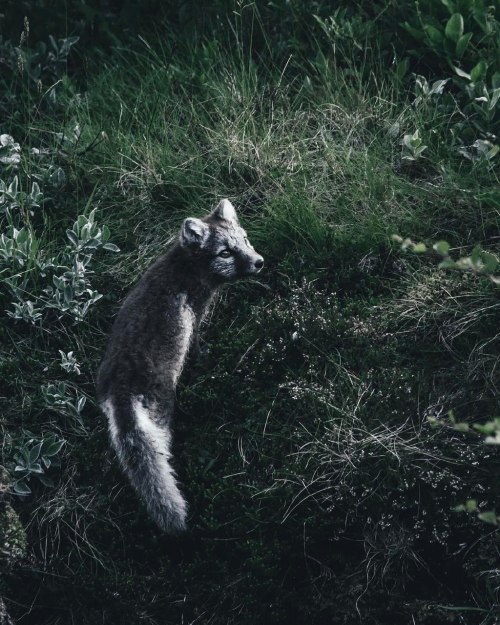 medieval-woman: Arctic Fox by  Dylan Furst