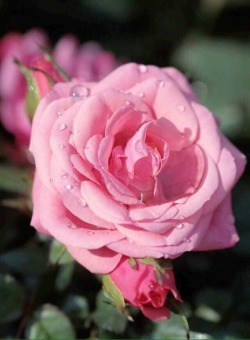 yellowrose543:  Pink rose