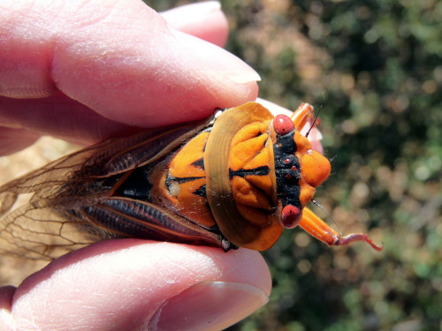 realmonstrosities:  The Masked Devil heeded the call! It’s a big cicada from south east Australia that spends 7 years as an underground nymph and about 6 weeks as an overground adult. The Masked Devil is actually just one colour morph of Cyclochila
