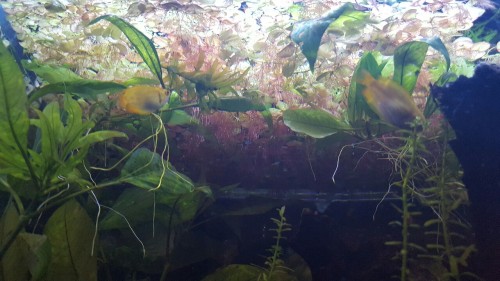 bettastudentthanu: Some views on the 20 gallon