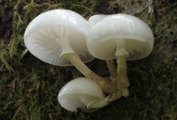 wild-e-eep:Porcelain fungus - Oudemansiella