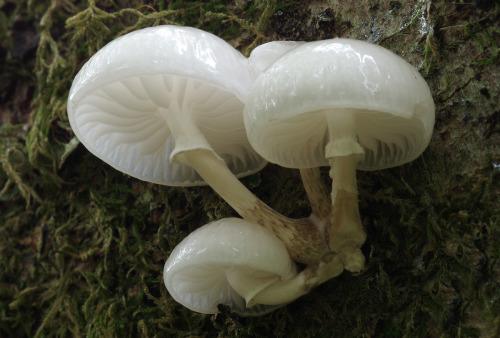 Porcelain fungus - Oudemansiella mucida.