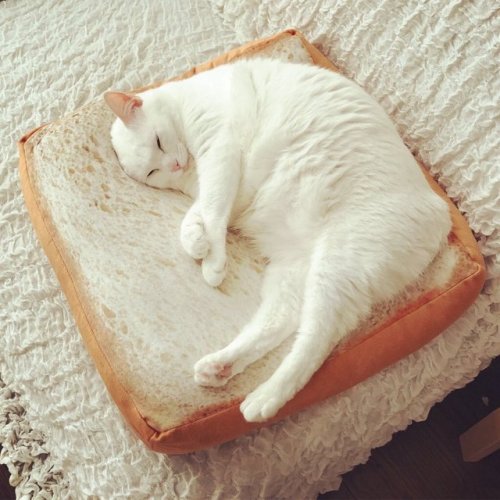 babyanimalgifs