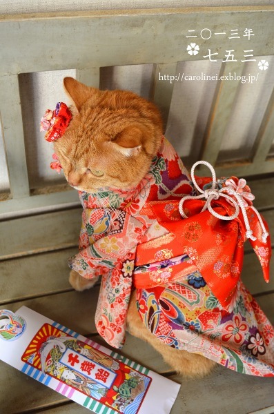 violetprince:Apelila, a gorgeous orange tabby from Tokyo, Japan, models beautiful
