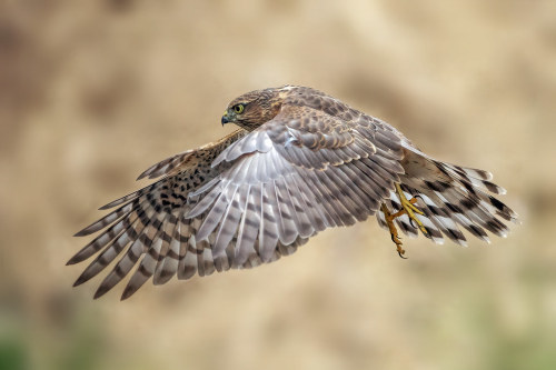 flight-freeze-frame:Eurasian Sparrowhawk (Accipiter nisus) © Michel Roesink