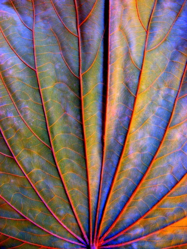 elemenop:  Dry Leaf, Arina Jansen                          