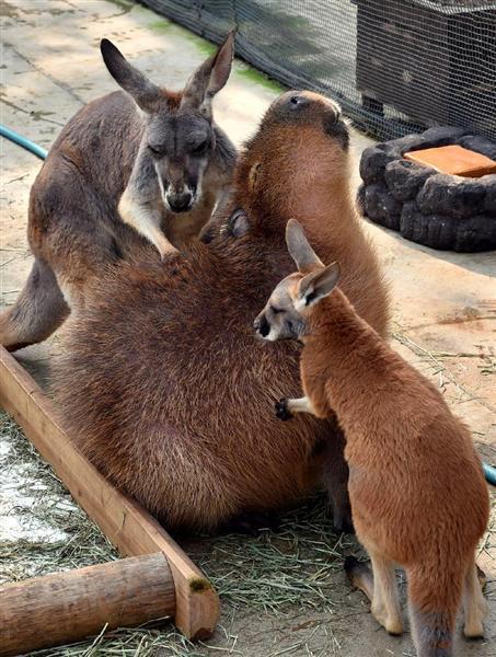 Kangaroos can’t stop massaging a capybara at Kobe Animal Kingdom, Japan