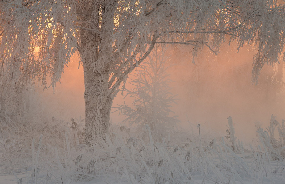 afaerytalelife:  The sun came up like gold through the trees, and I felt like I was