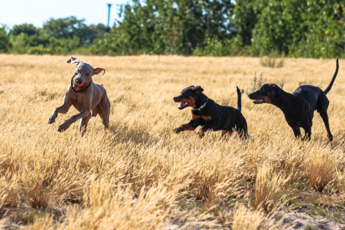 dobermann