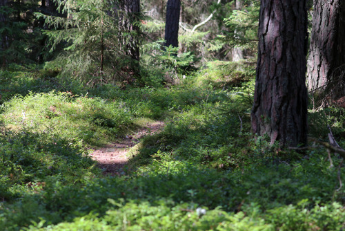 Forests of Sibberön and Kalvön, Värmland, Sweden.