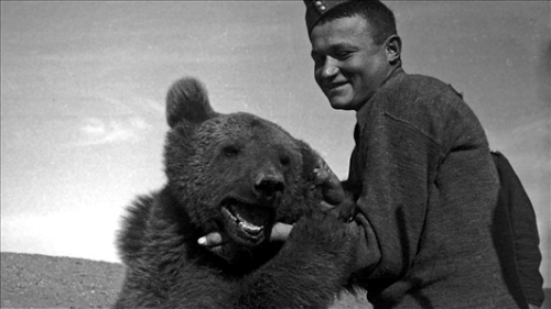 numerousspiders:Drafted into the Polish army in WWII, Private Wojtek was a cigarette-smoking, vodka-