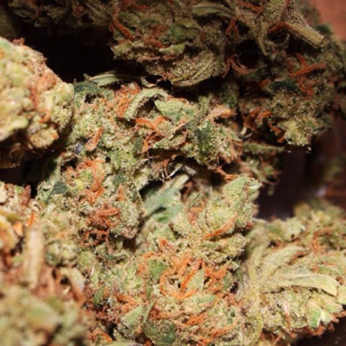 weedporndaily:  🍊🍋🍁 #cannabis #weedporndaily #stayregular #superstoners by @therealwpd