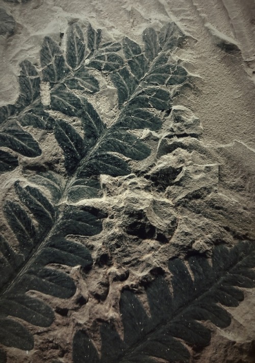 mess-of-emptiness:Fossil seed fern leaves (callipteris confesta), age: Late Perm, about 280 milliom 