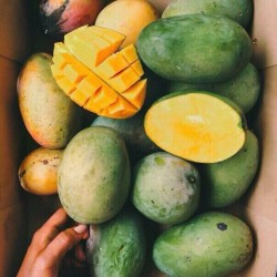 travelposts:  mangos