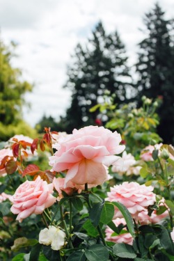 limitedfocus:  Portland Rose Garden  8/20/15 