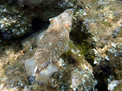 lifeunderthewaves:Cuttlefish by motherdora Cuttlefish -June 2013 Saronikos, Greece