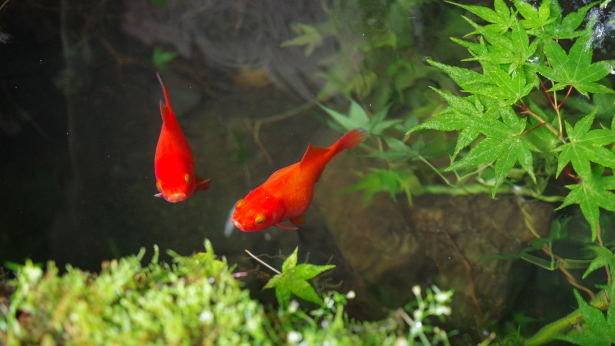中華文化 金魚4k壁纸 中華文化 金魚4k壁纸