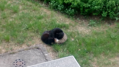 pochowek:the three neighborhood kitties are in a cuddlepile… caught the brown cat fucking ano