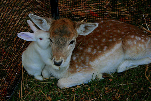 Porn Pics bunsharks:  quiet-nymph:  Deer & Bunny