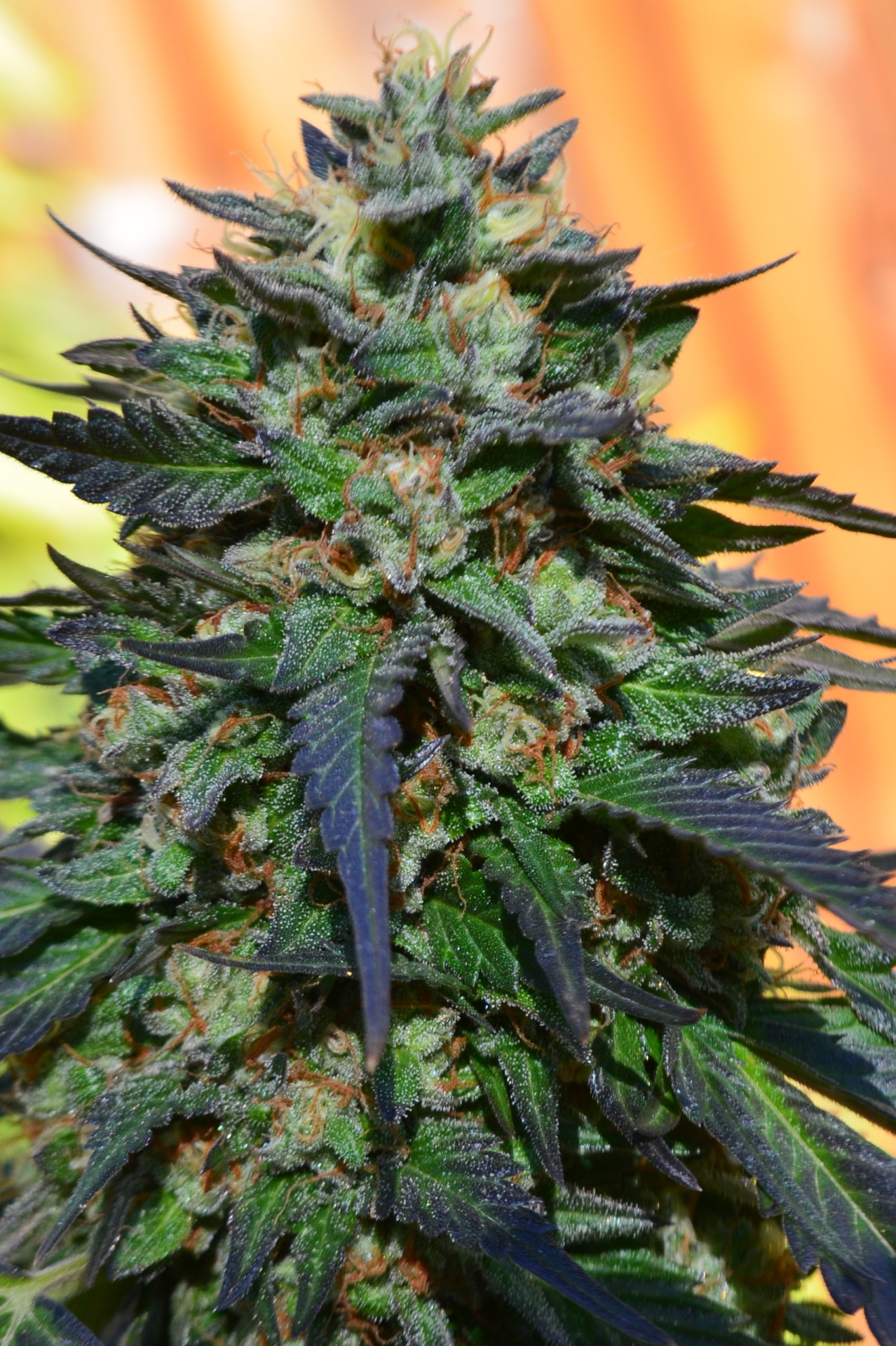 incredible-kush:  Outdoor Strain: Cataract Kush (LA Confidential X OG Kush) (Same