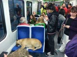 gansitoql:  mientras tanto en el metro de