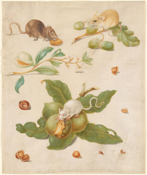 Johanna Helena Herolt, Three Mice Nibbling Fruit, 1668. Watercolor on vellum. Morgan Library