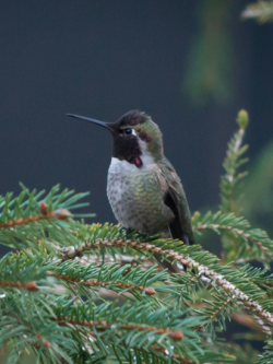 sixpenceee:  Photos of the same hummingbird