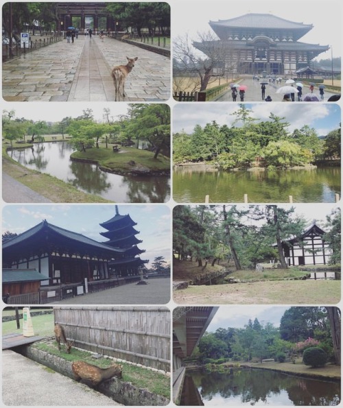 ＼おにわさん更新情報／ ‪[ 奈良県奈良市 ] 奈良公園 Nara Park, Nara の写真・記事を更新しました。 ーー日本でもっとも有名な都市公園は世界遺産の寺社の境内も含み、国の名勝にも指定。