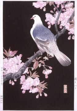 elegyonmars:  Cherry Blossoms and Pigeon