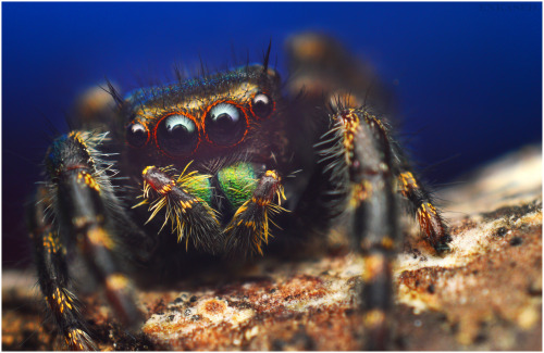 Immature Phidippus