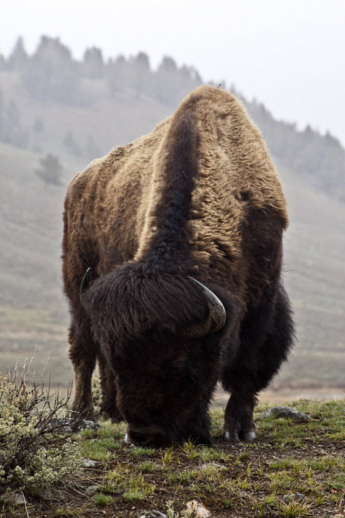 celtic-forest-faerie:{Yellowstone Bison} by {Arches123}