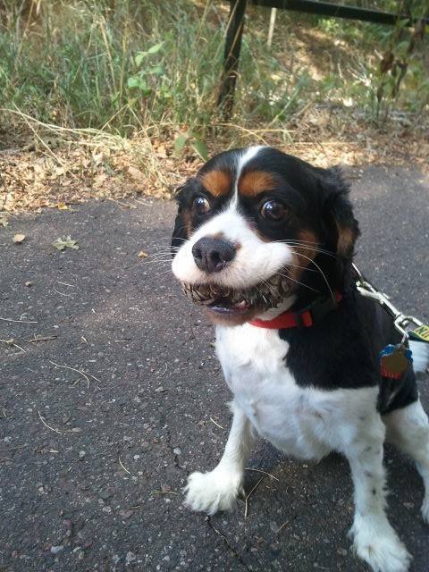 awwww-cute:  My dog collects pine cones every time we leave the house, today was no exception