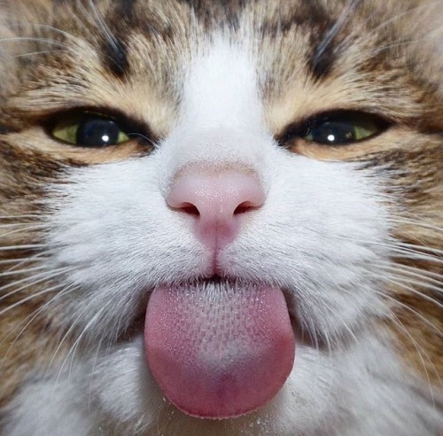 chewieandfuckface: clairidryl: I am absolutely losing my marbles over this this cat has more charism